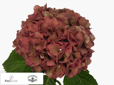Гортензия крупнолистная My Terracotta (classic)