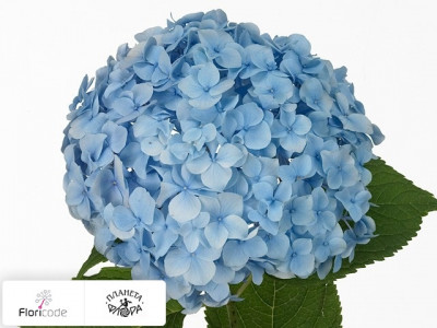 Гортензия крупнолистная Nikko Blue