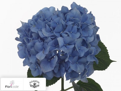 Гортензия крупнолистная Pimpernel