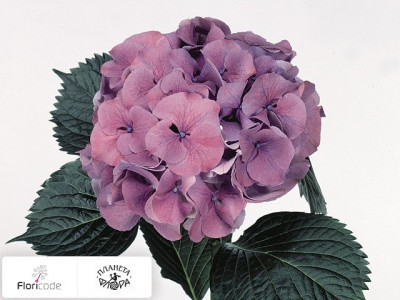 Гортензия крупнолистная Sibilla (paars)