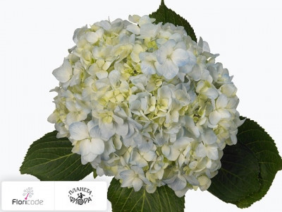 Гортензия крупнолистная Soeur Thrse (blauw)