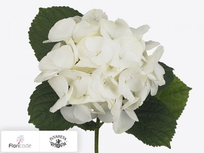 Гортензия крупнолистная White Marsepein