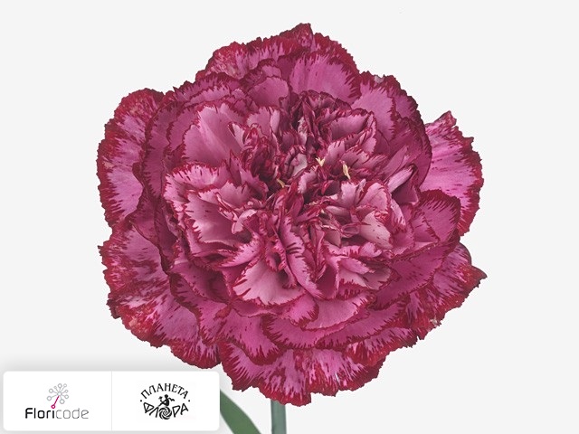 Гвоздика Bacarat Purple