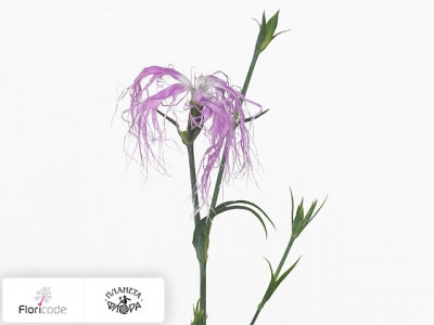 Гвоздика Beard Lilac