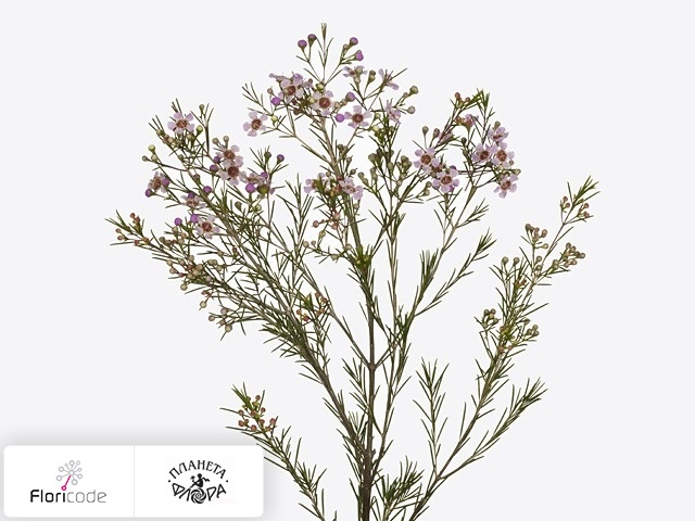 Хамелациум крючковатый Majestic Pink