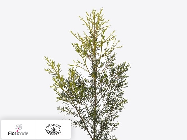 Хамелациум крючковатый Orion blad