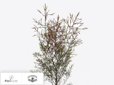 Хамелациум крючковатый Vega blad