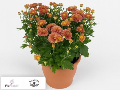 Хризантема Gardenmumsaic Double Orange