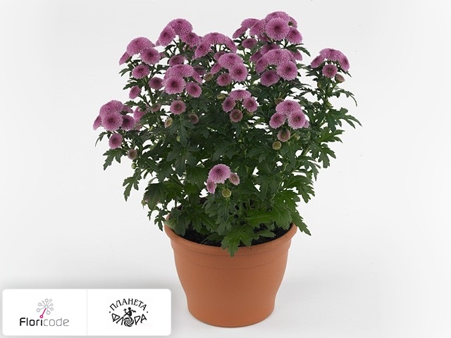 Хризантема индийская Bellisima Dark Pink