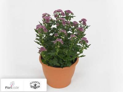 Хризантема индийская Bellisima Purple