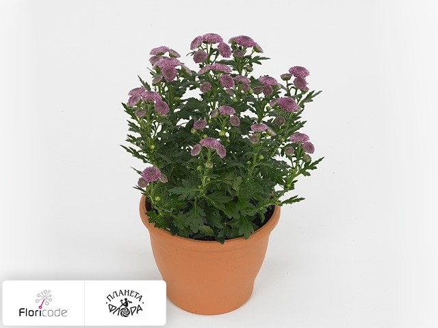 Хризантема индийская Bellisima Purple