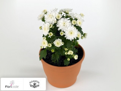 Хризантема индийская Blooming Beauty White