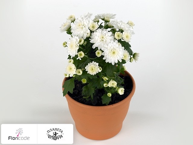 Хризантема индийская Blooming Beauty White