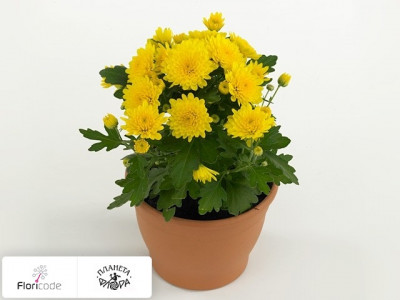 Хризантема индийская Blooming Beauty Yellow