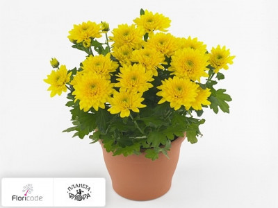 Хризантема индийская Chrystal Smiley