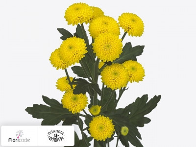 Хризантема индийская Coconut Yellow