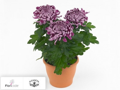 Хризантема индийская Cosmo Purple