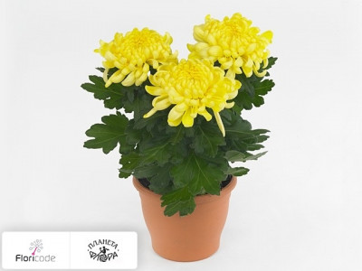 Хризантема индийская Cosmo Yellow