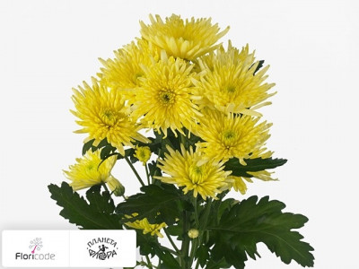 Хризантема индийская Dekcarolle Yellow