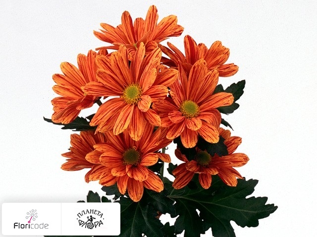 Хризантема индийская кустовая Artist Orange