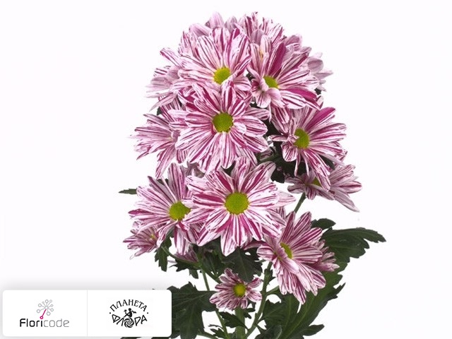 Хризантема индийская кустовая Artist Pink Improved
