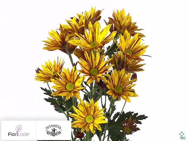 Хризантема индийская кустовая Artist Punto Yellow
