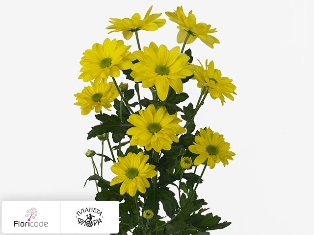 Хризантема индийская кустовая Bacardi Sunny