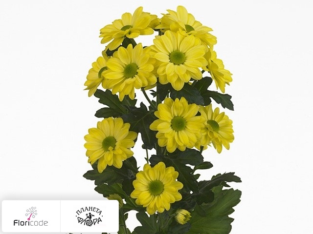 Хризантема индийская кустовая Bacardi Yellow