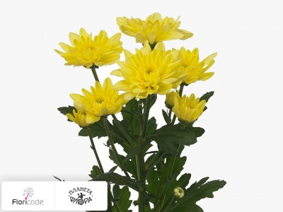 Хризантема индийская кустовая Baltica Yellow