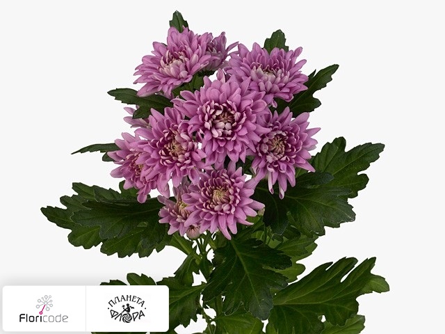Хризантема индийская кустовая Delcine