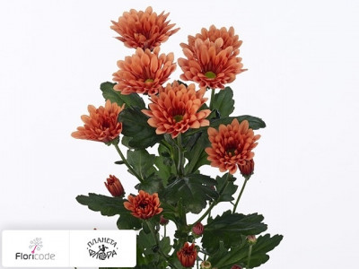 Хризантема индийская кустовая Dublin Dark Orange