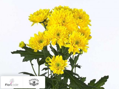 Хризантема индийская кустовая Euro Golden