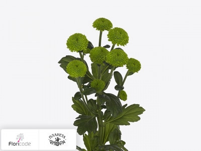 Хризантема индийская кустовая Feeling Green Dark