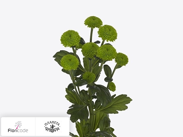Хризантема индийская кустовая Feeling Green Dark