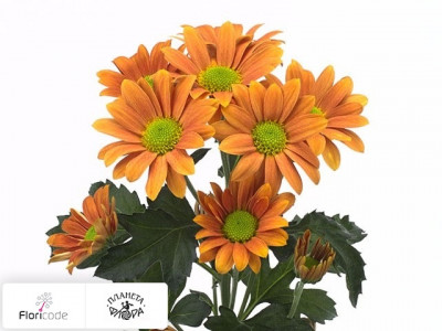 Хризантема индийская кустовая Felice Bronze