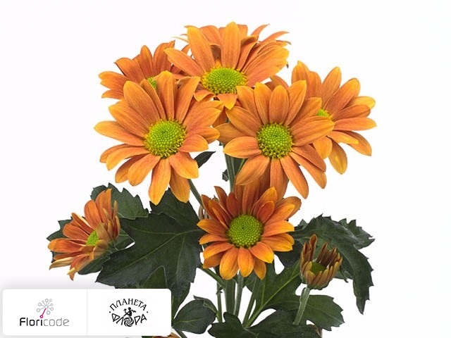 Хризантема индийская кустовая Felice Bronze