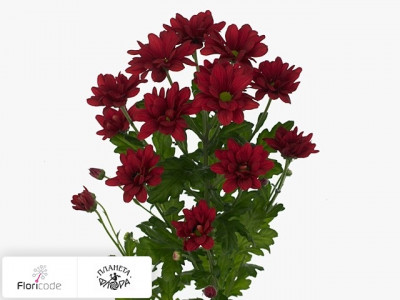 Хризантема индийская кустовая Francofone Red