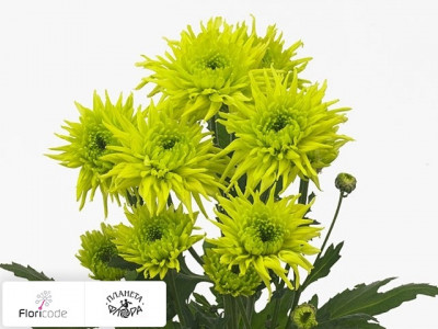 Хризантема индийская кустовая Galiaro Green