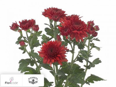 Хризантема индийская кустовая Gompie Super Rood