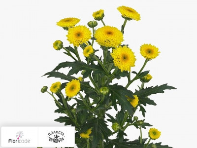 Хризантема индийская кустовая Santini Calimero Sunny