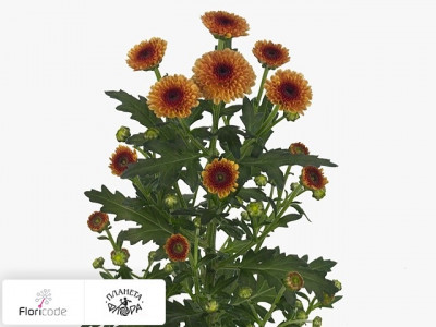 Хризантема индийская кустовая Santini Calimero Sunrise