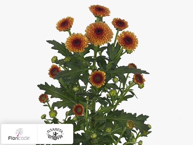 Хризантема индийская кустовая Santini Calimero Sunrise