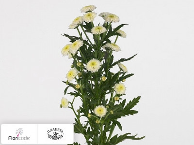 Хризантема индийская кустовая Santini Calimero White