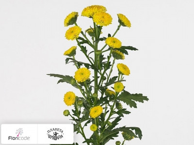 Хризантема индийская кустовая Santini Calimero Yellow