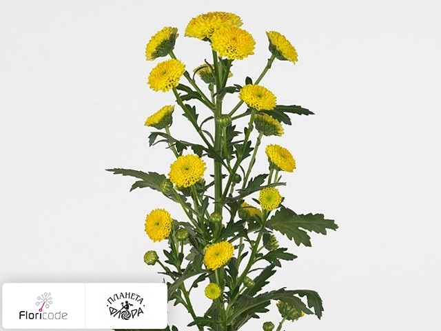 Хризантема индийская кустовая Santini Calimero Yellow
