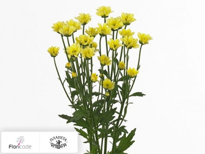 Хризантема индийская кустовая Santini Madiba Lindi Yellow