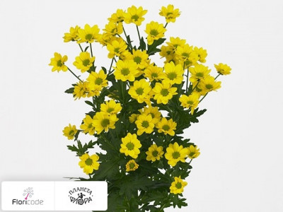 Хризантема индийская кустовая Santini Madiba Ringa Yellow