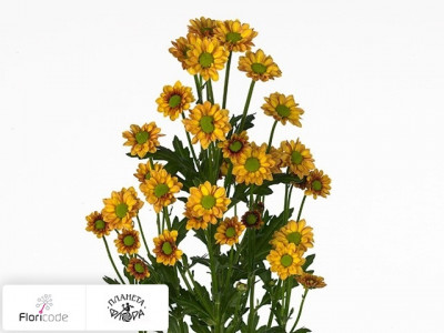 Хризантема индийская кустовая Santini Madiba Shama Orange