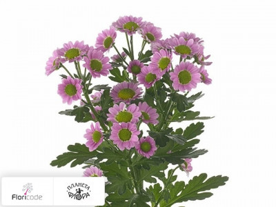 Хризантема индийская кустовая Santini Madiba Tanga Pink