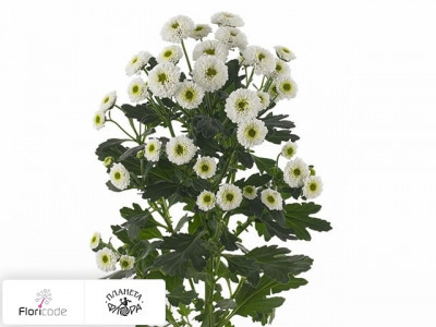 Хризантема индийская кустовая Santini Matrix White